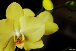 Orchidea, di Nadia_85