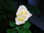 la rosa white, di Nerissa