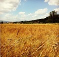 Campo di grano 2012, di IlQuerci