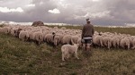 un pastore e il suo gregge