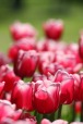 tulipani, di scattomatto