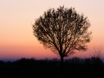 L'albero solitario, di trifoglio