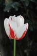 Tulipano, di marialuisa