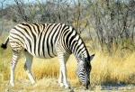 Zebra., di ginocosta