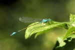 libellula blu, di Martin