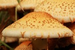 funghi, di Stefano65
