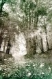Presence in the woods ..., di jimilin