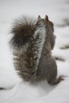 scoiattoli newyorkesi, di scattomatto