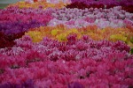 un mare di tulipani, di graziella57