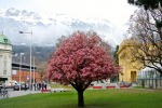 Innsbruck in fiore, di toyboy