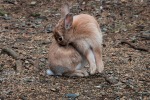 rabbit, di dady2