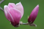 magnolia, di paolocr