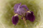 Iris selvatico..., di marion64