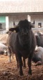 bufalo, di paolocr