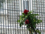 rosa a Madrid, di Irez