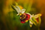 Ophrys Holoserica, di roby.t