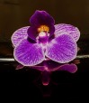 Orchidea., di marion64