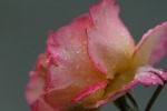 Una rosa e' per sempre...., di maostanchina