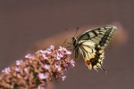 Farfalla..., di maostanchina