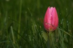 Rose tulipe, di simonettabertolaccin