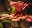 fiore e insetto - 2015, di FMPhotoFraMe