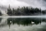 Nebbia al lago 2