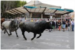 St. Gilles : la corsa dei tori :-), di zerbi