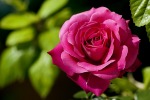 una rosa nel mio giardino, di vivian