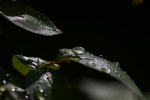 Gocce di pioggia, di Heidi69