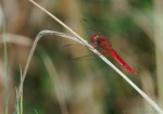 libellula rossa, di espa