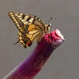 macaone ((Papilio machaon), di espa