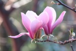 magnolia, di paolocr