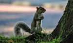 Little Squirrel In Newsham Park, di Jennifer