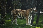 Tigra siberiana, di aquarios58