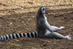 Lemure, di aquarios58
