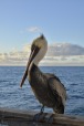 pelican, di Zulovich