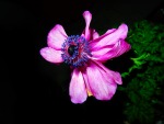Un fiore morente, di selenina