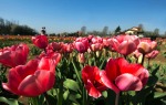 Tulipani italiani, di Mao56