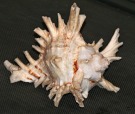 Dragon Shell, di gipacca