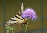 Farfalla 600, di gipacca