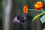 Papilio ulysses, di aquarios58