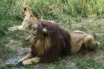 The Lion king, di aquarios58