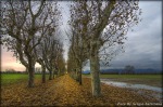 Il viale....in autunno, di celestino2011