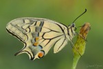 Papilio machaon, di Pedro