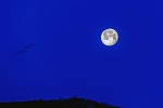 Luna con gabbiano verso il tramonto