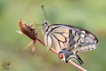 Papilio machaon (Macaone), di Pedro