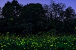 Fireflies, di Basketsam83