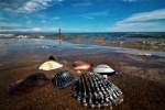 Shells, di ivan2018