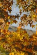 scampoli d'autunno, di Nevilas70