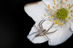 Spider on the flower, di settedark